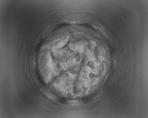 X0000082970499200702230011