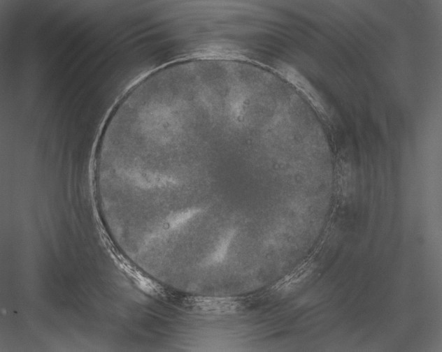 X0000082970856200702230005