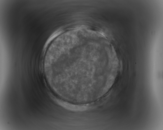 X0000082970004200703020245