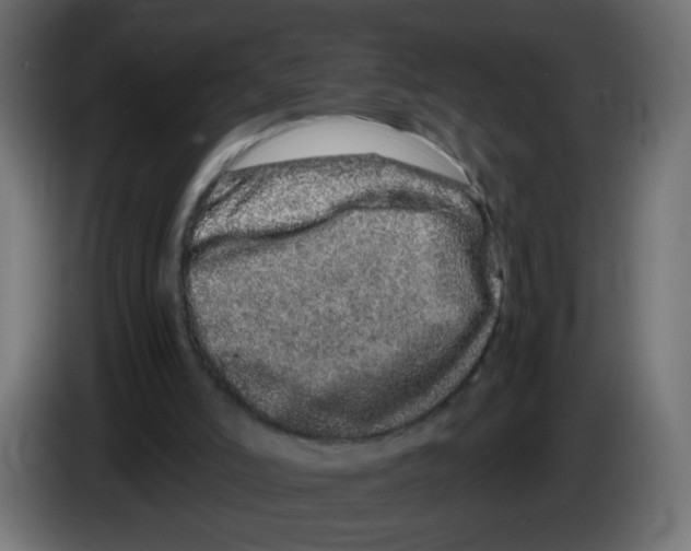 X0000082970006200703020245