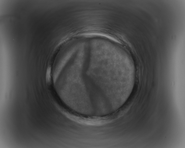 X0000082970024200703020244
