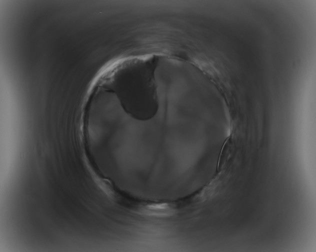 X0000082970054200703020243
