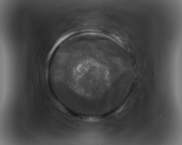X0000082970056200703020243