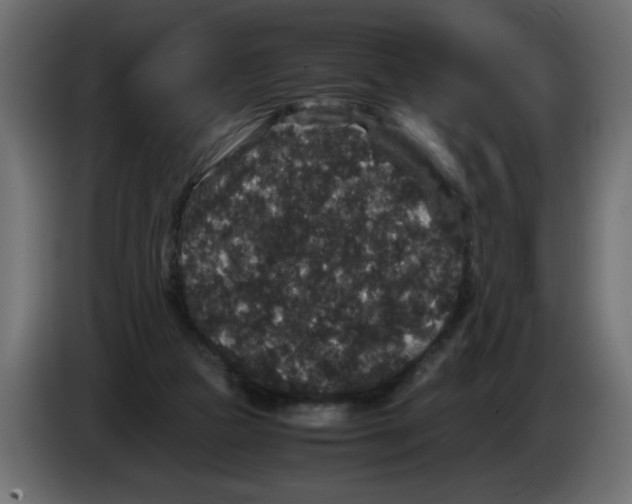 X0000082970161200703020242