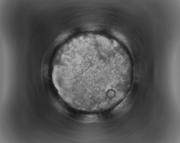 X0000082970162200703020242