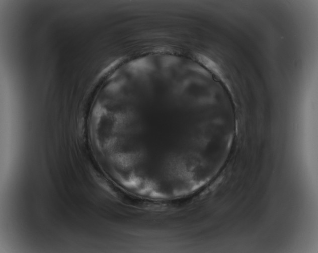 X0000082970249200703020240