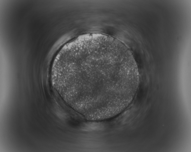 X0000082970293200703020240