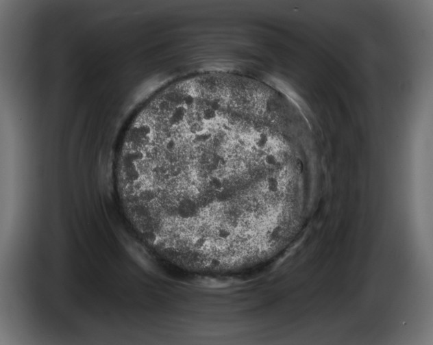 X0000082970346200703020239