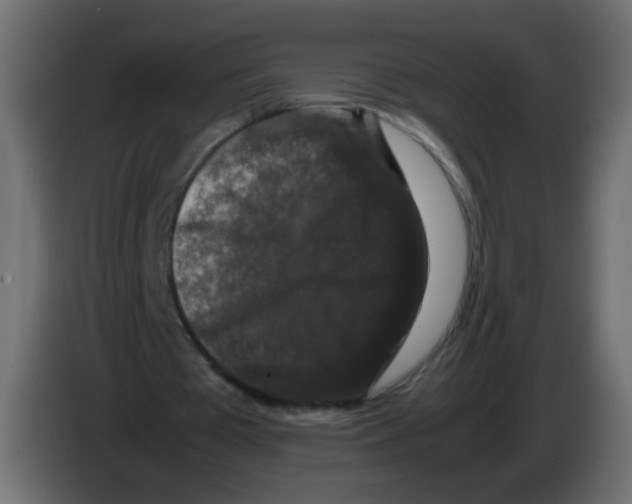 X0000082970385200703020239