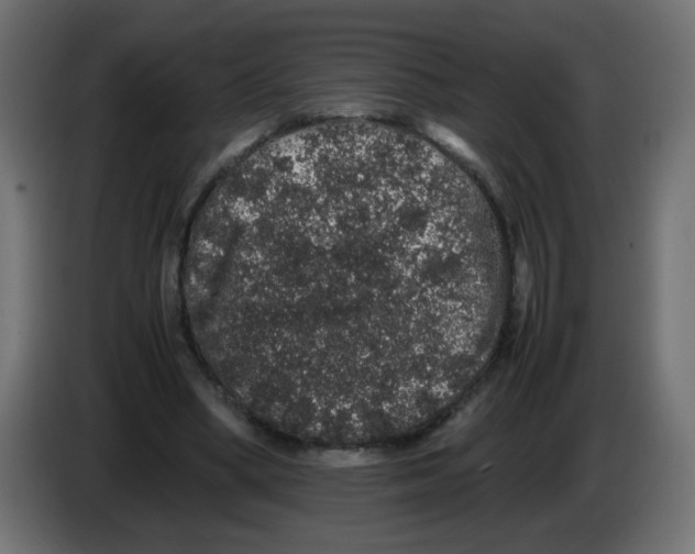 X0000082970394200703020239