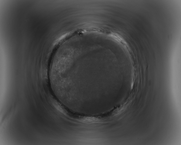 X0000082970399200703020239