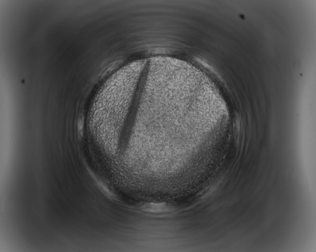 X0000082970406200703020239