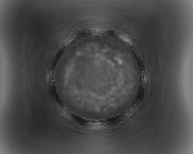 X0000082970419200703020238