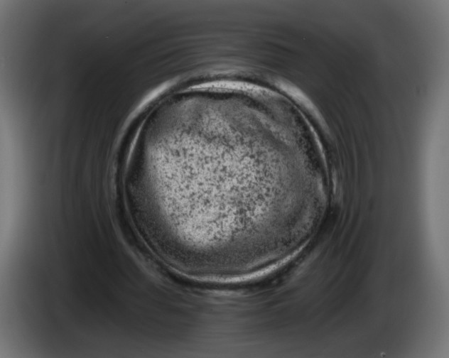 X0000082970436200703020238