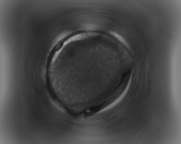 X0000082970488200703020237