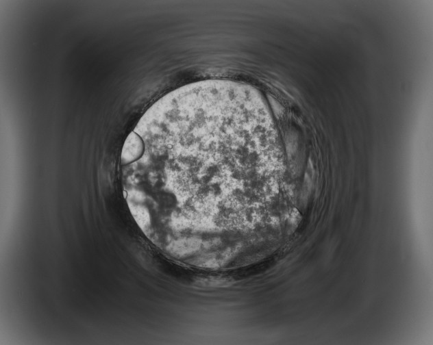 X0000082970503200703020237