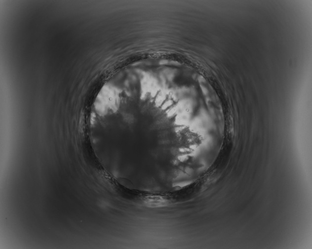 X0000082970519200703020237