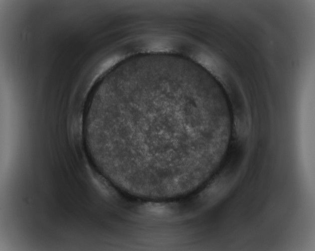 X0000082970534200703020236