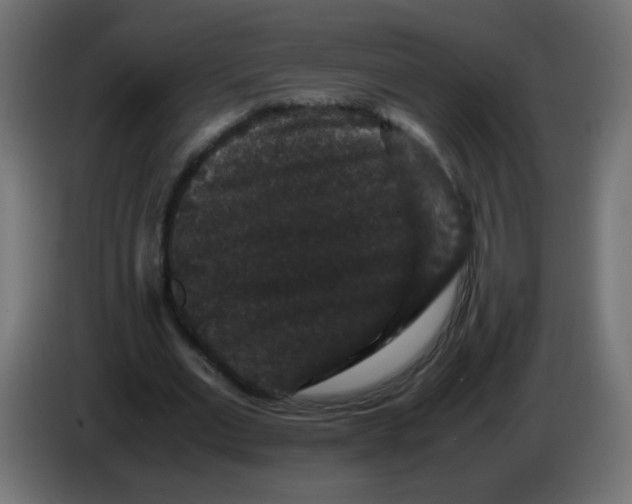 X0000082970677200703020235