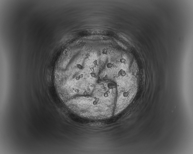 X0000082970695200703020235