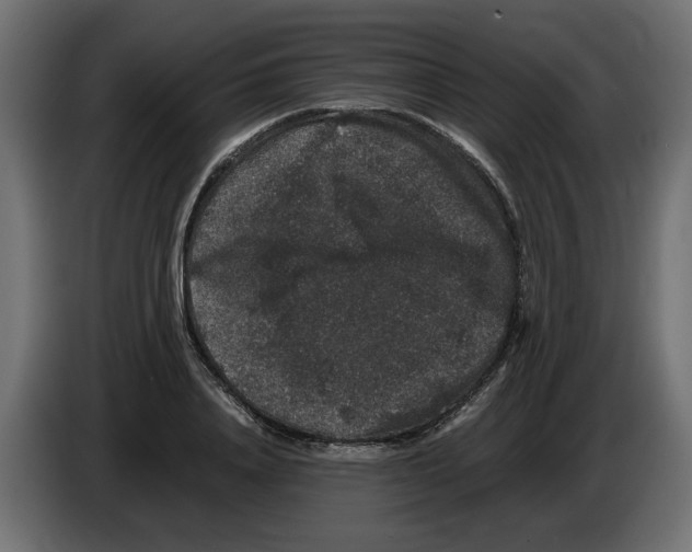 X0000082970840200703020232