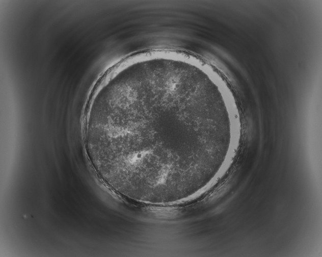 X0000082970856200703020233