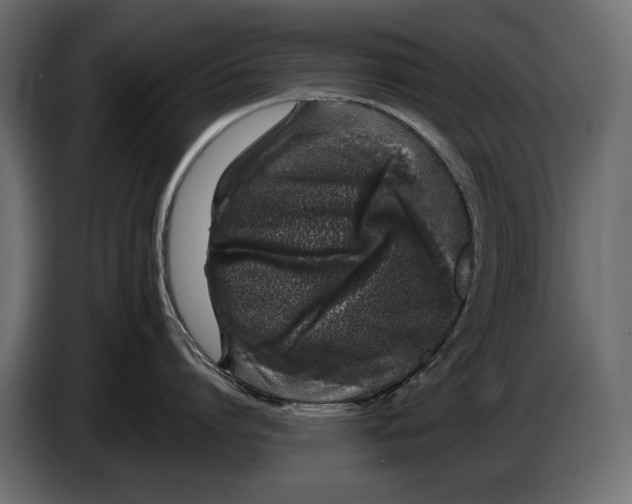 X0000082970864200703020233