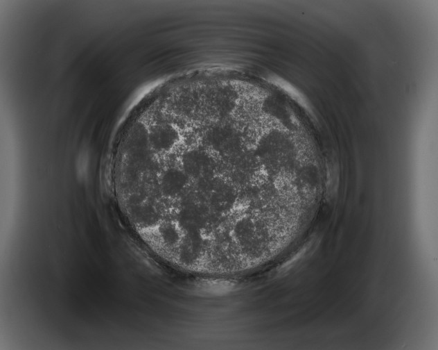 X0000082970878200703020232