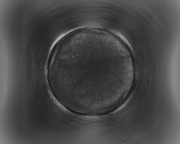 X0000082970944200703020231