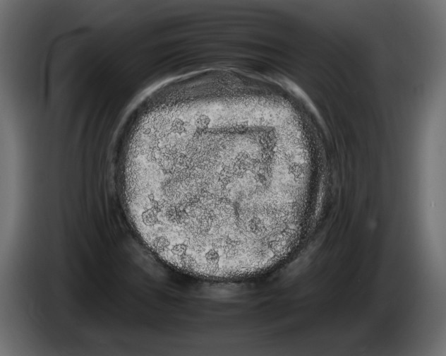 X0000082971019200703020229