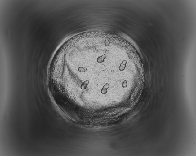 X0000082971099200703020229