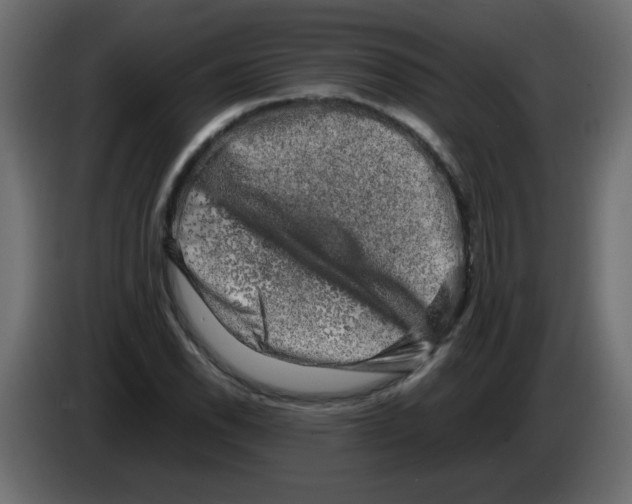 X0000082971118200703020228