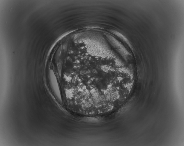 X0000082971125200703020228