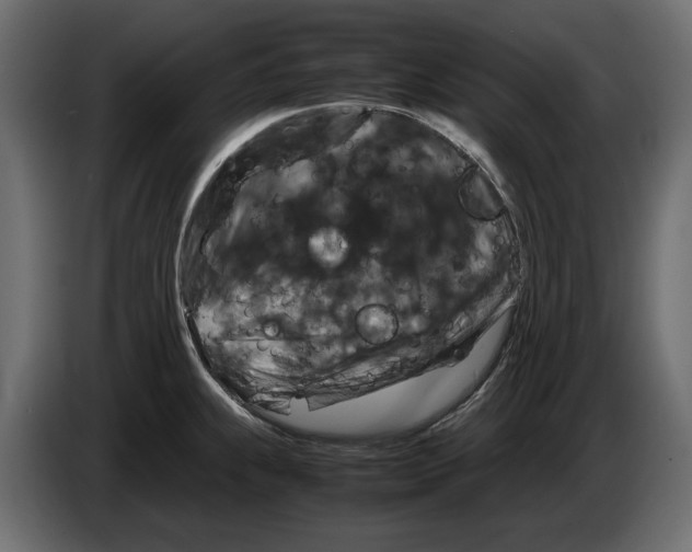 X0000082971239200703020227