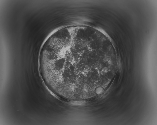 X0000082971294200703020226