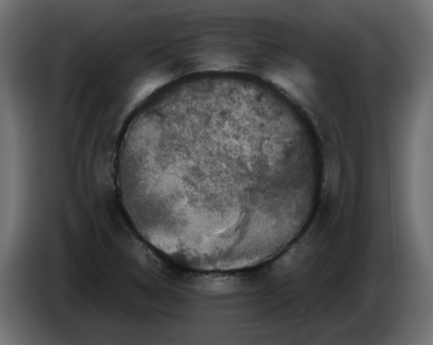 X0000082971314200703020226