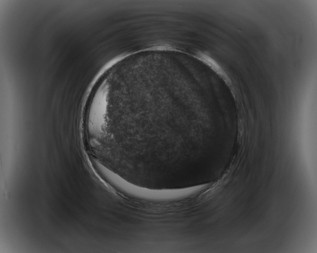 X0000082971331200703020226