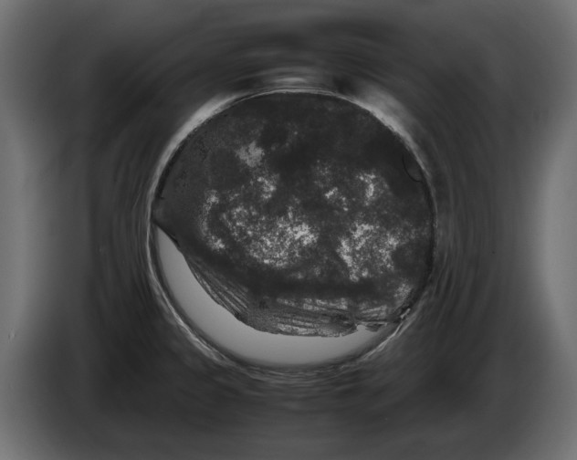 X0000082971333200703020226