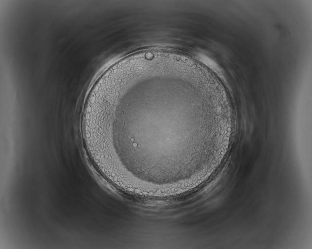 X0000082971338200703020226