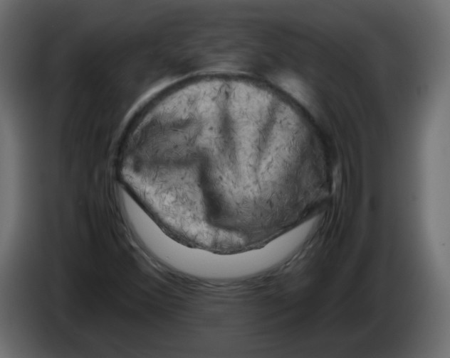 X0000082971356200703020225