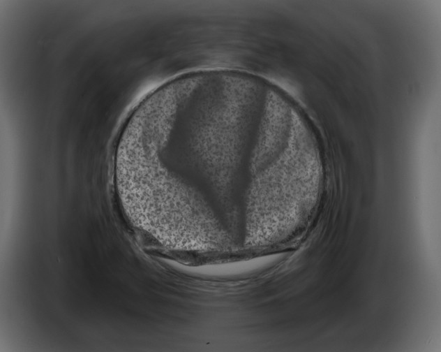 X0000082971366200703020225