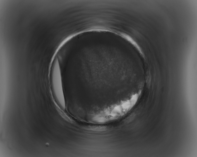 X0000082971372200703020225