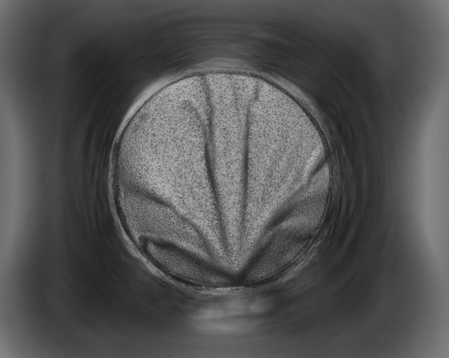 X0000082971390200703020225