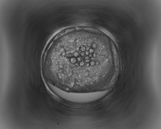 X0000082971439200703020225