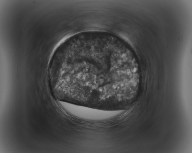 X0000082971463200703020224