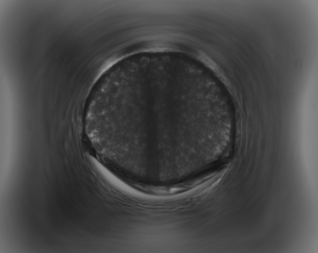 X0000082971465200703020224