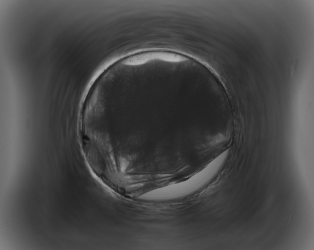 X0000082971527200703020223