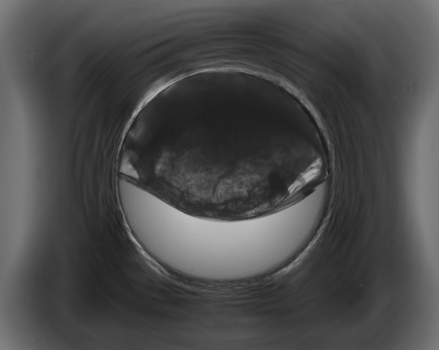 X0000082971529200703020223