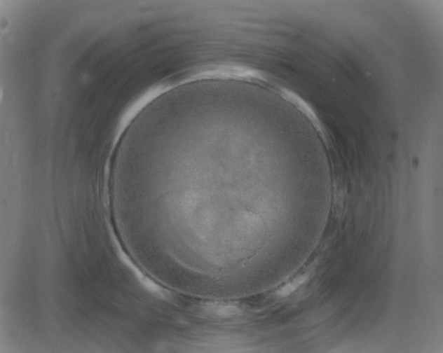 X0000082981103200702011417