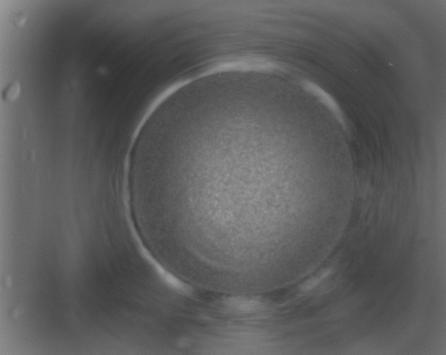 X0000082981103200702081801